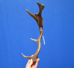 Genuine Fallow Deer Antler Shed 15-1/2 Inches Tall, 5 inches Wide for $31.99