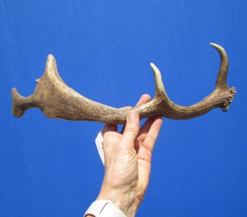 Genuine Fallow Deer Antler Shed 15-1/2 Inches Tall, 5 inches Wide for $29.99