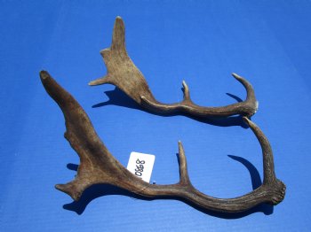 Two Fallow Deer Antlers for Sale 12-3/4 Inches and 14 Inches Tall for $34.99