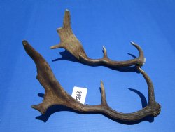 Two Fallow Deer Antlers for Sale 12-3/4 Inches and 14 Inches Tall for $56.99