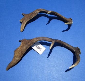 Two Fallow Deer Antlers for Sale 12-3/4 Inches and 14 Inches Tall for $34.99