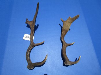 Two Fallow Deer Antlers for Sale 12-3/4 Inches and 14 Inches Tall for $34.99