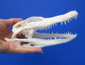 7-1/2 inches  Florida Alligator Skull  from 5 foot Gator for $59.99