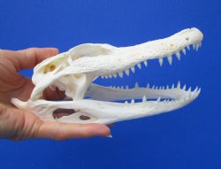 7-1/2 inches  Florida Alligator Skull  from 5 foot Gator for $59.99