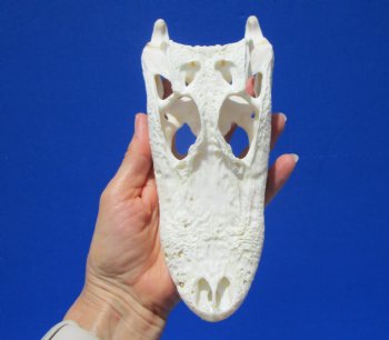 7-1/2 inches  Florida Alligator Skull  from 5 foot Gator for $59.99