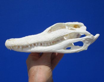 7-1/2 inches  Florida Alligator Skull  from 5 foot Gator for $59.99