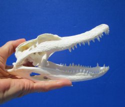 7-1/4 Inches Real Florida Alligator Skull from a 5 Foot Gator for $59.99