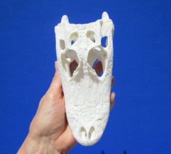 7-1/4 Inches Real Florida Alligator Skull from a 5 Foot Gator for $59.99