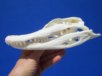 7-1/4 Inches Real Florida Alligator Skull from a 5 Foot Gator for $59.99