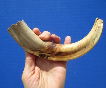 9-3/4 inches Warthog Tusk, 6.5 ounces, <font color=red> 6-3/4 Inches Solid</font> - Buy now for $49.99