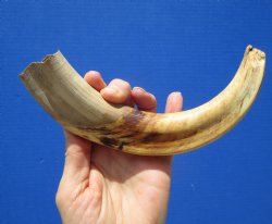 9-3/4 inches Warthog Tusk, 6.5 ounces, <font color=red> 6-3/4 Inches Solid</font> - Buy now for $49.99