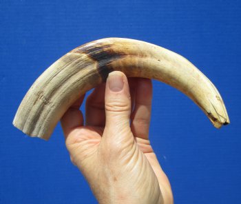 9-3/4 inches Warthog Tusk, 6.5 ounces, <font color=red> 6-3/4 Inches Solid</font> - Buy now for $49.99