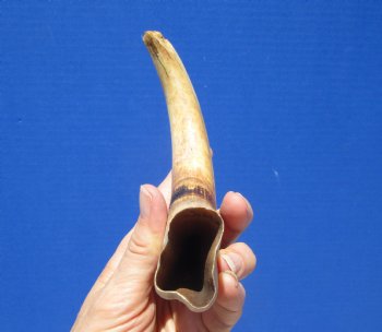 9-3/4 inches Warthog Tusk, 6.5 ounces, <font color=red> 6-3/4 Inches Solid</font> - Buy now for $49.99