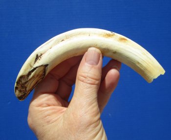 7-1/4 inches Warthog Tusk, 2.9 ounces, <font color=red> 5-1/2 inches Solid</font> - Buy for $19.99