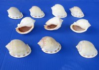 2 to 3-3/4 inches Bonnet Shells for Sale, Phalium glaucum -  25 @ .50 each; 50 @ .43 each