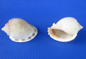 2 to 3-3/4 inches Bonnet Shells for Sale, Phalium glaucum -  25 @ .50 each; 50 @ .43 each