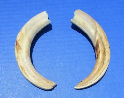 Two Warthog Tusks for Sale 6-1/2 and 6-3/4 inches 4.2 ounces, <font color=red> 4 and 4-3/4 inches Solid </font> for $24.99