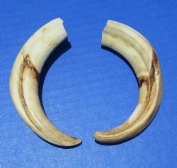 Two Warthog Tusks for Sale 6 inches 3.0 ounces, <font color=red> 4 and 4-3/4 inches Solid </font> for $24.99