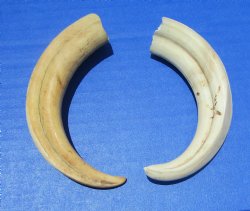 Two Warthog Tusks for Sale, 6 inches <font color=red> 3-3/4 and 4 inches Solid </font> for $24.99