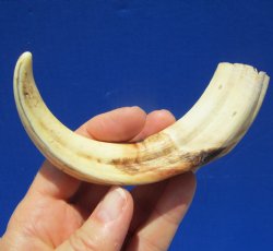7 inches Warthog Tusk for Sale, 2.1 ounces, <font color=red> 4 inches Solid</font> - Buy for $19.99