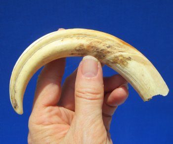 7 inches Warthog Tusk for Sale, 2.1 ounces, <font color=red> 4 inches Solid</font> - Buy for $19.99