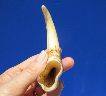 7 inches Warthog Tusk for Sale, 2.1 ounces, <font color=red> 4 inches Solid</font> - Buy for $19.99