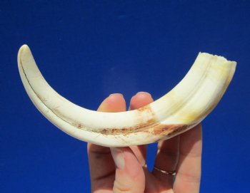 7-1/2 inches Warthog Tusk for Sale, 2.4 ounces, <font color=red> 5-3/4 inches Solid</font> - Buy for $19.99