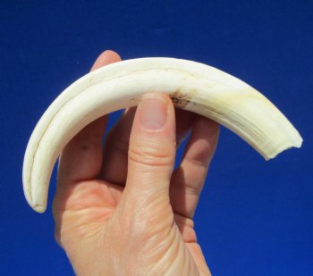 7-1/2 inches Warthog Tusk for Sale, 2.4 ounces, <font color=red> 5-3/4 inches Solid</font> - Buy for $19.99