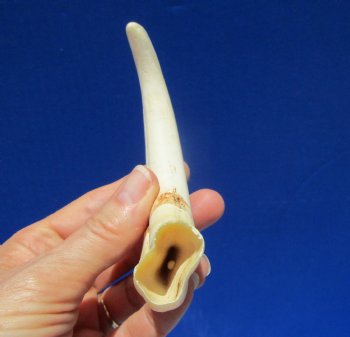 7-1/2 inches Warthog Tusk for Sale, 2.4 ounces, <font color=red> 5-3/4 inches Solid</font> - Buy for $19.99