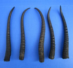 5 Female African Springbok Horns 8 to 9 inches for $7.80 each