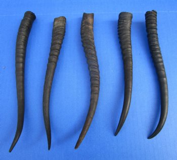 5 Female African Springbok Horns 8 to 9 inches for $7.80 each