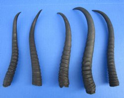 5 Female African Springbok Horns 7-3/4 to 10 inches for $7.80 each