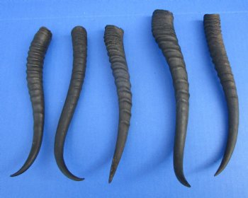 5 Female African Springbok Horns 7-3/4 to 10 inches for $7.80 each