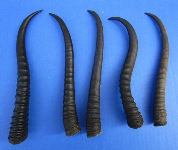 5 Female African Springbok Horns 8-1/4 to 9-1/4 inches for $7.80 each