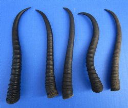 5 Female African Springbok Horns 8-1/4 to 9-1/4 inches for $7.80 each