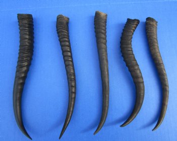 5 Female African Springbok Horns 8-1/4 to 9-1/4 inches for $7.80 each