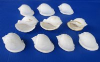 3 to 3-7/8 inches White Bonnet Shells for Sale in Bulk Bag of 10 @ $1.00 each;