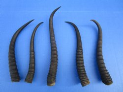 5 Female African Springbok Horns 7-3/4 and 9-3/4 inches for $7.80 each