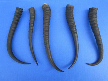 5 Female African Springbok Horns 7-3/4 and 9-3/4 inches for $7.80 each