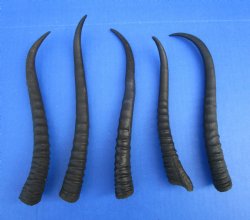 5 Female African Springbok Horns 7-1/2 and 9 inches for $7.80 each