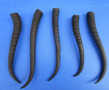 5 Female African Springbok Horns 7-1/2 and 9 inches for $7.80 each