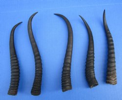 5 Female African Springbok Horns 8 to 9-1/4 inches for $7.80 each