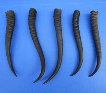 5 Female African Springbok Horns 8 to 9-1/4 inches for $7.80 each