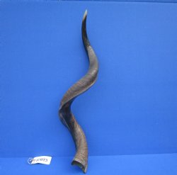 32-1/2 inches Half-Polished African Kudu Horn (22-1/2 inches Straight) for $84.99