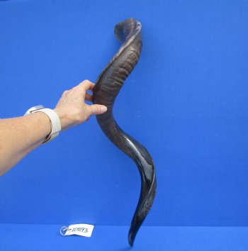 32-1/2 inches Half-Polished African Kudu Horn (22-1/2 inches Straight) for $84.99