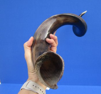 32-1/2 inches Half-Polished African Kudu Horn (22-1/2 inches Straight) for $84.99