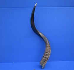 32 inches Half-Polished African Kudu Horn (24-3/4 inches Straight) for $84.99