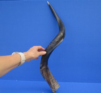 32 inches Half-Polished African Kudu Horn (24-3/4 inches Straight) for $84.99