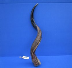 32-1/2 inches Half-Polished African Kudu Horn (26 inches Straight) for $84.99