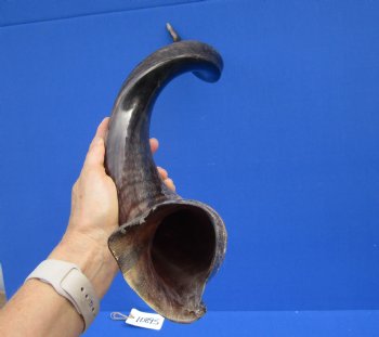 32-1/2 inches Half-Polished African Kudu Horn (26 inches Straight) for $84.99